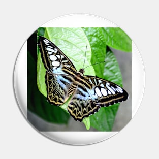 Blue Tiger Butterfly Pin