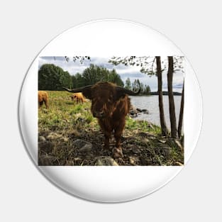 Scottish Highland Cattle Bulls 2035 Pin