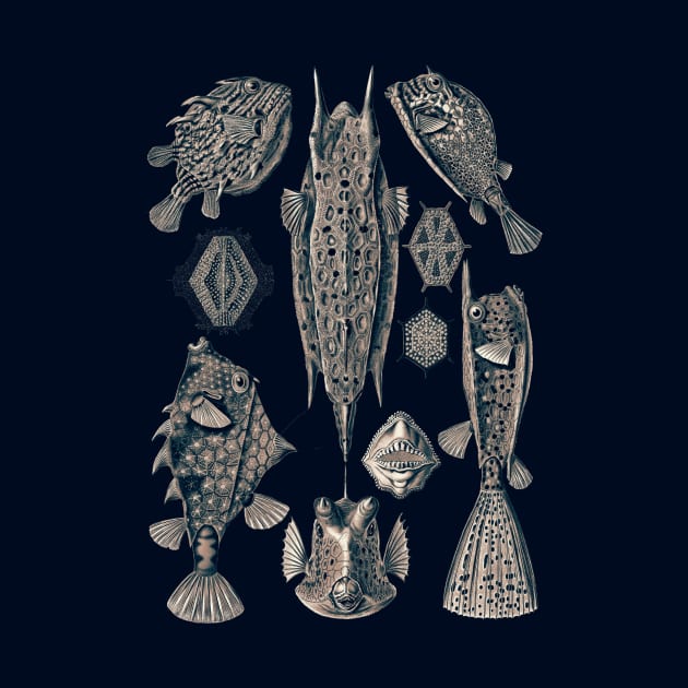 Ernst Haeckel Ostraciontes Fish Lavander Grey by Scientistudio