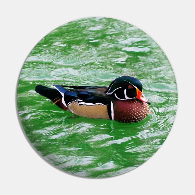 Wood Duck Swimming In a Pond Pin by BackyardBirder