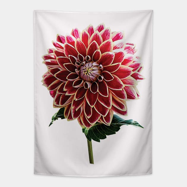 Two-Toned Dahlia Tapestry by SusanSavad