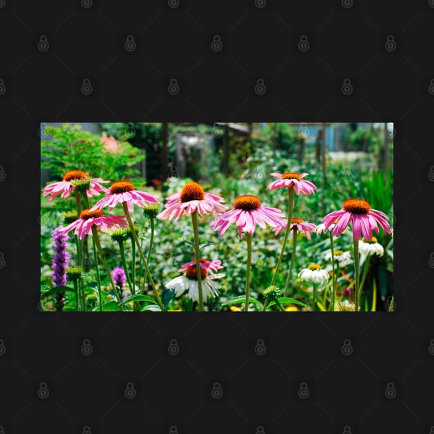 Echinacea Purpurea by jojobob