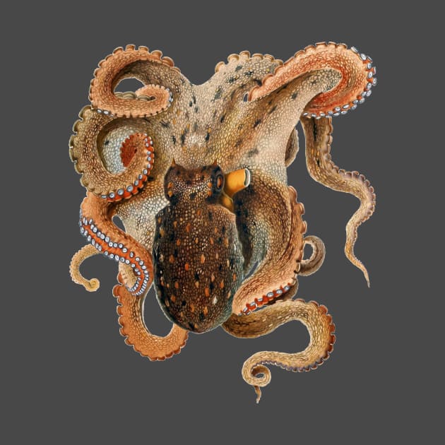 Vintage Octopus Vulgaris by Giacomo Merculiano by MasterpieceCafe