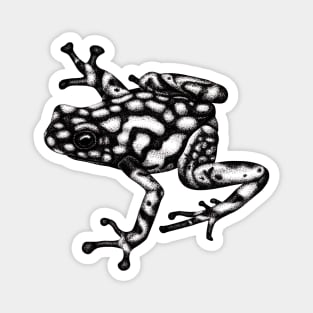 Harlequin poison frog illustration Magnet