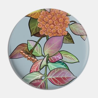 Hoya Obscura in bloom Pin