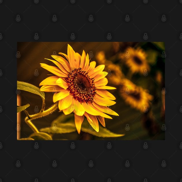 Sunflowers in bloom -Sleepy Bee by aadventures