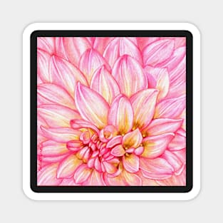 Chrysanthemum in Pink Magnet