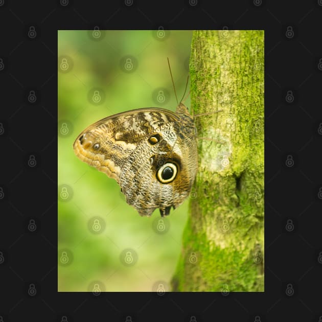 cbs owl butterfly by pcfyi