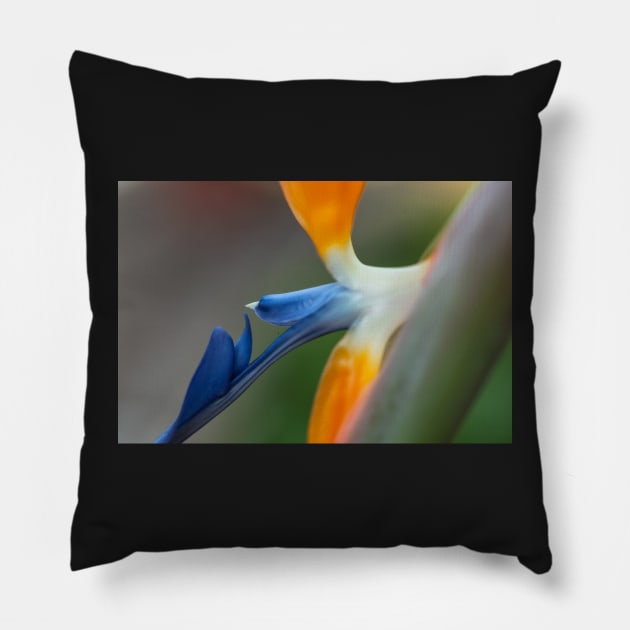 Bird of Paradise Pillow by jvnimages