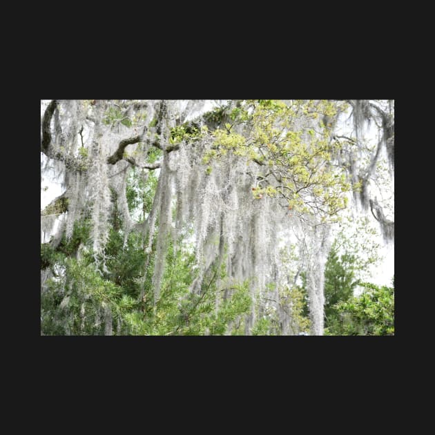 spanish moss by sarelitay