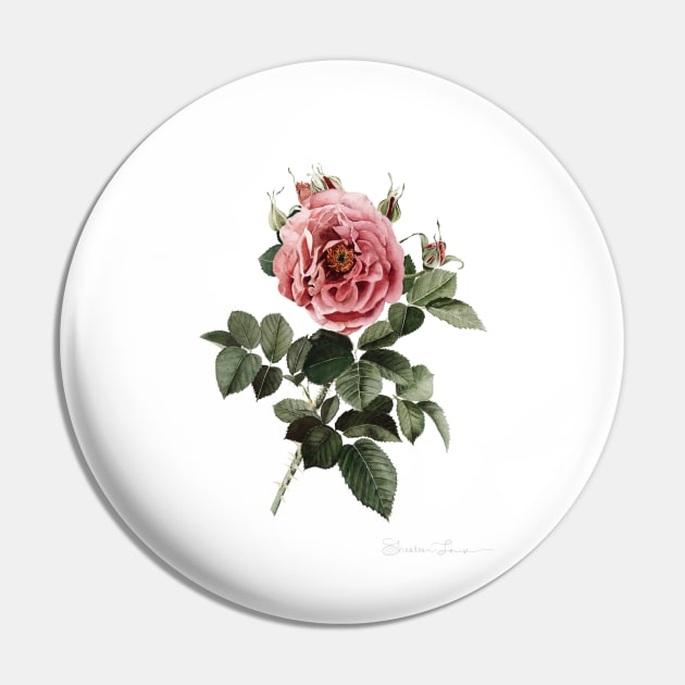 Red English Rose Pin by ShealeenLouise