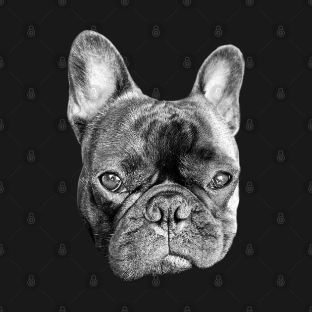 serious french bulldog puppy by Teeject