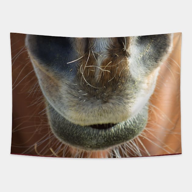 Horse Mouth Tapestry by rturnbow