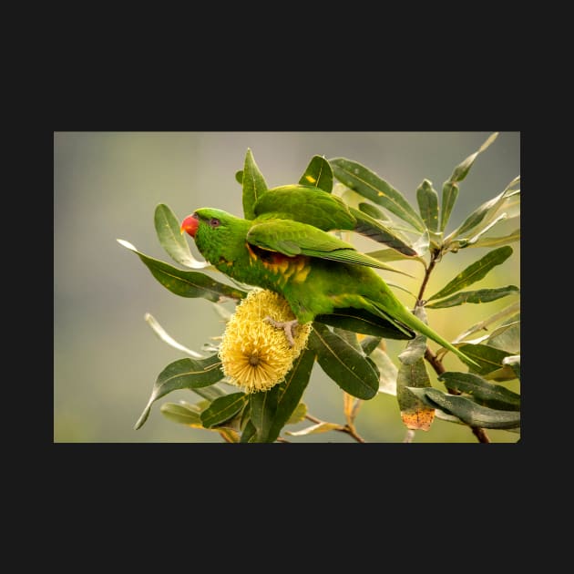 Scaly Breasted Lorikeet, Maleny Queensland by AndrewGoodall