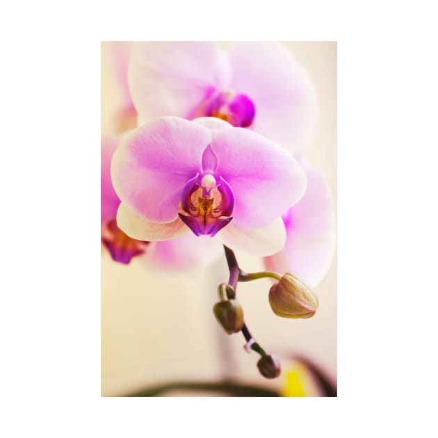 Phalaenopsis Hinamatsuri 'Blushing Bride' (C007/3241) by SciencePhoto