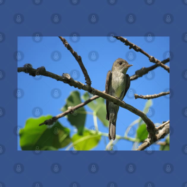 Eastern Wood-Pewee No.2 by MaryLinH