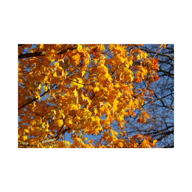 Maple (Acer ), golden yellow autumn leaves hanging from a tree, Germany by Kruegerfoto