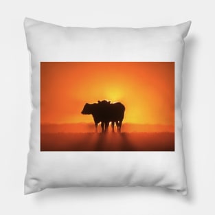 Kansas Golden Sunset with a Cows Silhouettes Pillow