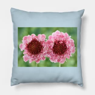 Scabiosa  Marshmallow Scoop = &#39;Dmarshscop&#39;  Scabious  Scoop Series Pillow