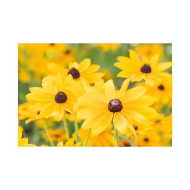 Black-Eyed Susan Yellow Daisy Flowers by Amy-K-Mitchell