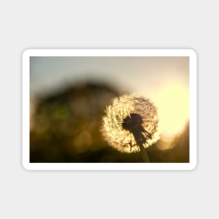 Dandelion Sunset Photo Magnet