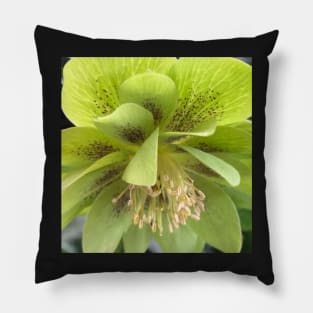 Refreshing Green Winter Hellebore for Deep Healing Pillow