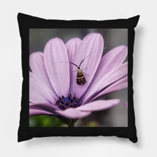 insect violet flower Pillow