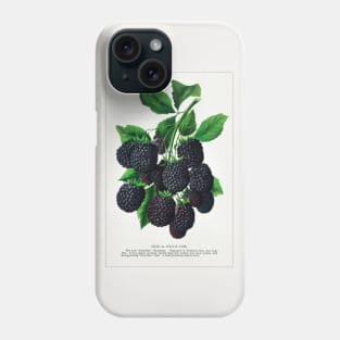 Erie Blackberry lithograph (1900) Phone Case