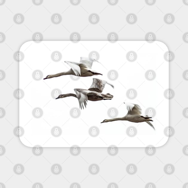 Flying swans on a white background - The dream of freedom! Design by Salogwyn Life Art Magnet by Salogwyn