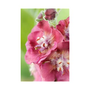 Verbascum  &#39;Cherry Helen&#39;  Mullein T-Shirt