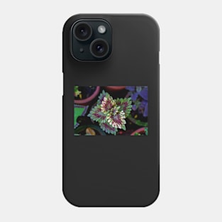 ornamental plant with red and green leaf Phone Case