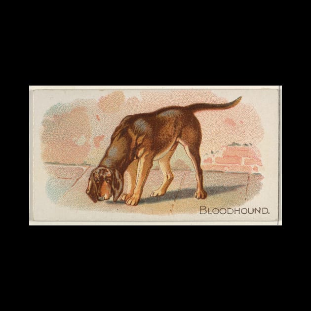 Vintage Bloodhound Dog Illustration (1890) by Bravuramedia