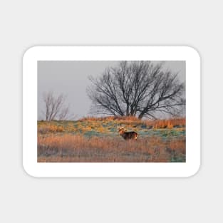 Painted Hill - White-tailed deer Magnet