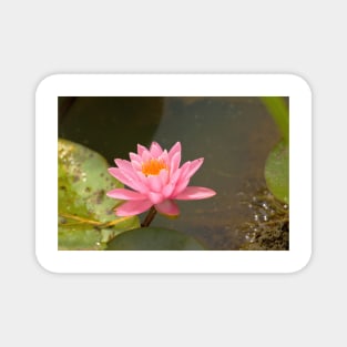 Pink water lily Magnet