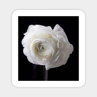 Beautiful White Ranunculus Magnet