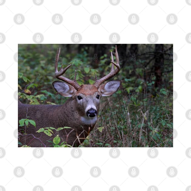 Big Sleepy Buck - White-tailed deer by Jim Cumming