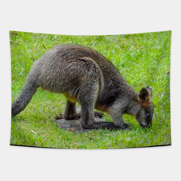 Swamp Wallaby Tapestry by Upbeat Traveler