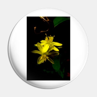 Yellow Rush Lily Close Up Pin