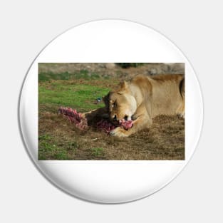 Will The Lion Share Her Meat? Pin