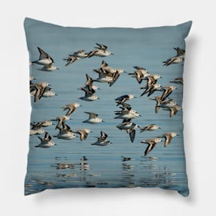 Winter Flight of Sanderlings Sandpipers at the Beach Pillow