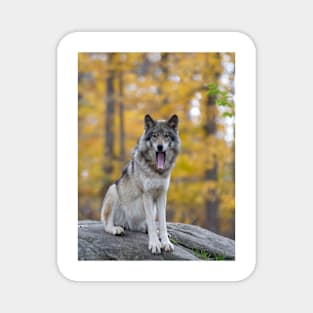 Timber Wolf Magnet