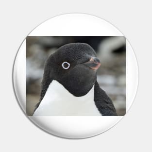 Curious Penguin Pin