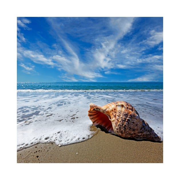 Beach with conch shell under blue sky by Constantinos Iliopoulos Photography