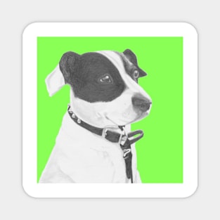 Jack Russell Crossbreed in Green Headshot Magnet