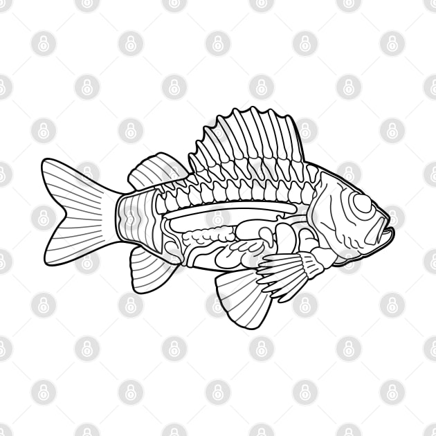 Fish Anatomy Ichthyology Line Drawing by taylorcustom