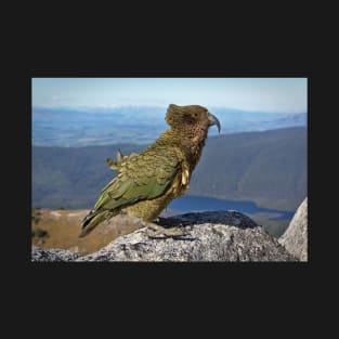 Alpine Parrot, Kea in New Zealand T-Shirt