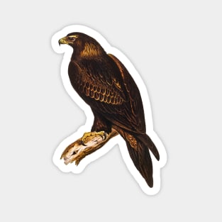 Wedge-tailed Eagle Vintage Illustration Magnet