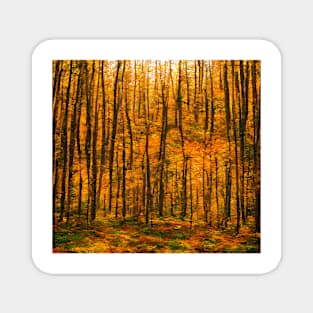 Autumn Forest Magnet