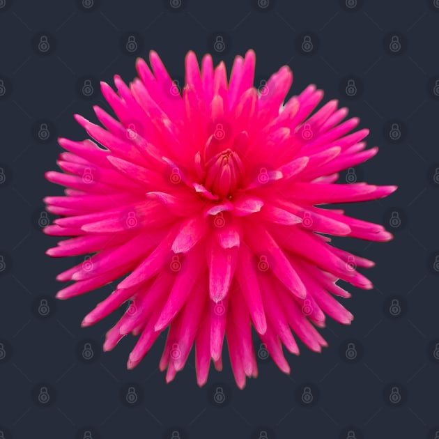 Red Spikes Dahlia Flower Photo Cutout by ellenhenryart