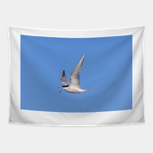 Roseate tern (Sterna dougallii) in flight Tapestry